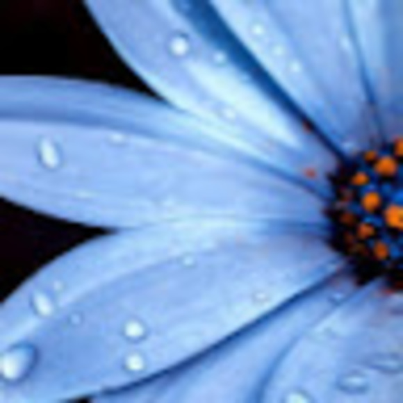 Meet your Posher, Fiona - Picture 1 of 1